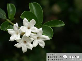 开云体育 kaiyun.com 官网入口40种不得不知的园林常用灌木(图3)