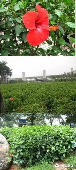 开云体育 kaiyun.com 官网入口40种不得不知的园林常用灌木(图17)