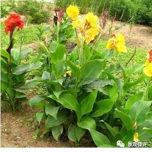 开云体育 kaiyun.com 官网入口40种不得不知的园林常用灌木(图42)
