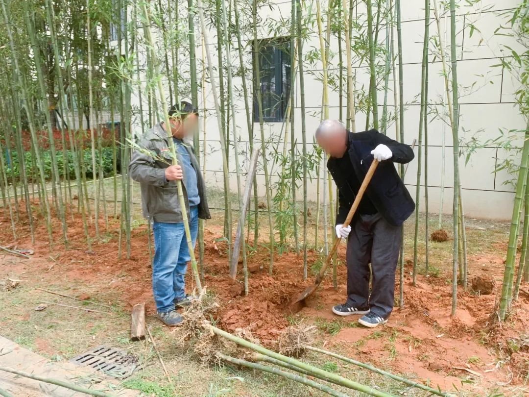 颜值焕新舒适升级！交投·逸晴湾开云 开云体育APP园林绿化养护进行中！(图3)
