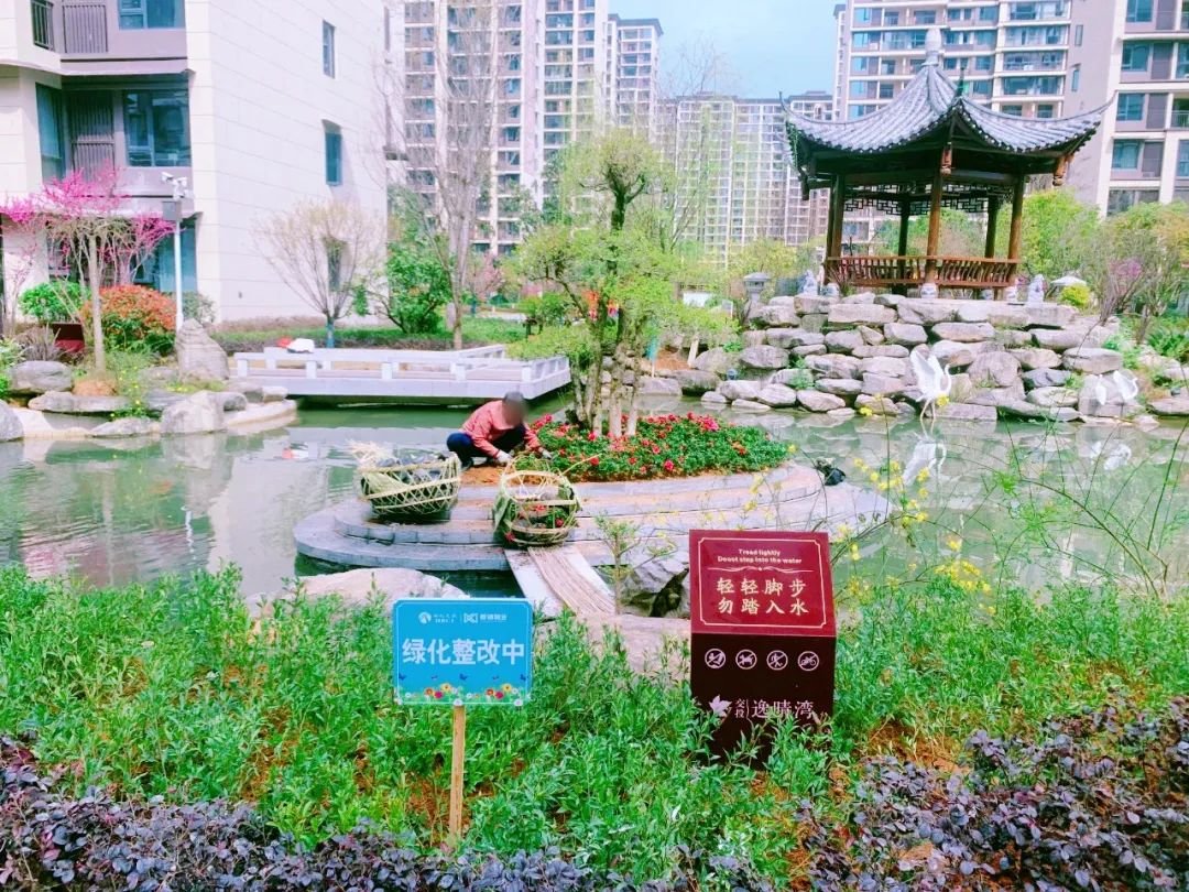 颜值焕新舒适升级！交投·逸晴湾开云 开云体育APP园林绿化养护进行中！(图1)