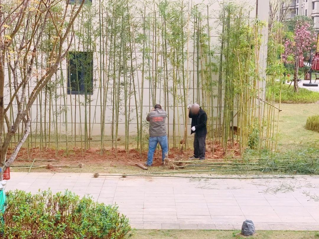 颜值焕新舒适升级！交投·逸晴湾开云 开云体育APP园林绿化养护进行中！(图2)