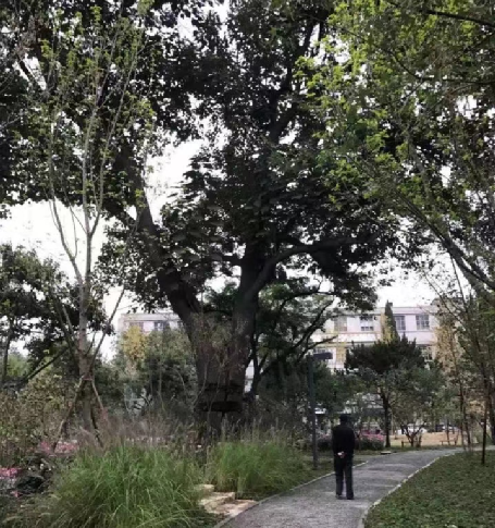 开云体育 kaiyun.com 官网入口留白增绿铺就首都高质量发展的亮丽底色(图10) 开云体育 kaiyun.com 官网入口留白增绿铺就首都高质量发展的亮丽底色(图10)