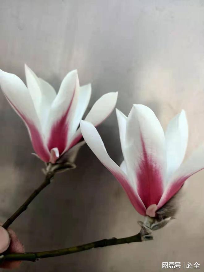 开云体育 开云平台玉洁冰清美无瑕无愧尊名玉兰花盘点在园林绿化中的玉兰品种(图5)