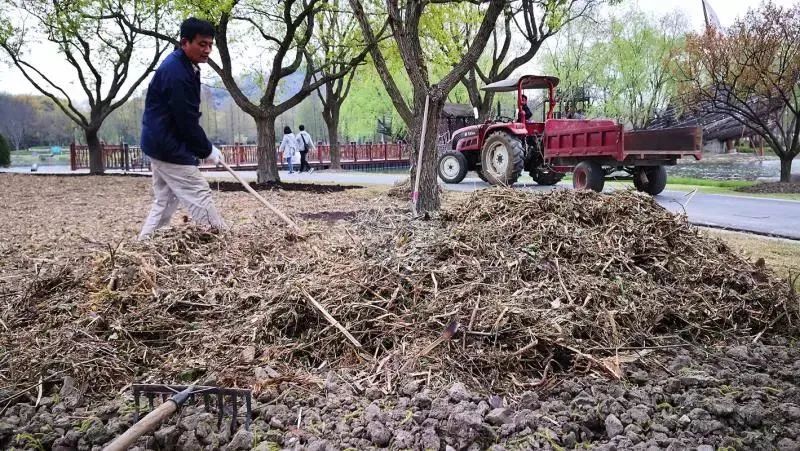 开云 开云体育官网分享丨26万株！让辰山的“蓝眼睛”治愈你(图6)