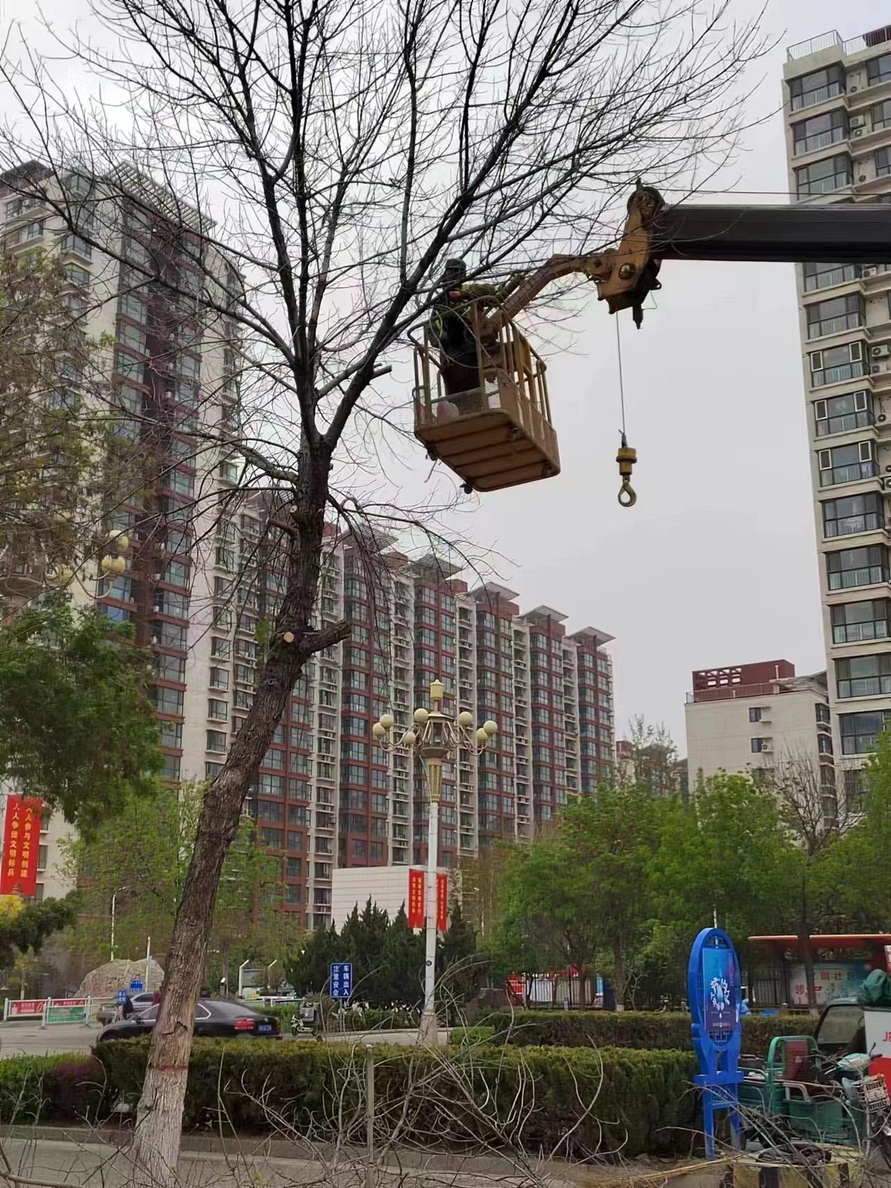 园林绿化 扮靓曹妃甸开云体育 开云平台(图1)