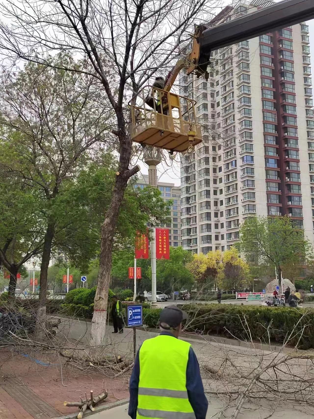 园林绿化 扮靓曹妃甸开云体育 开云平台(图2)