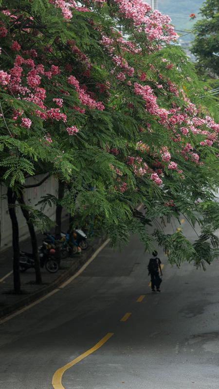 云南澜沧：“绿美行动开云 开云体育平台”展画卷(图3)