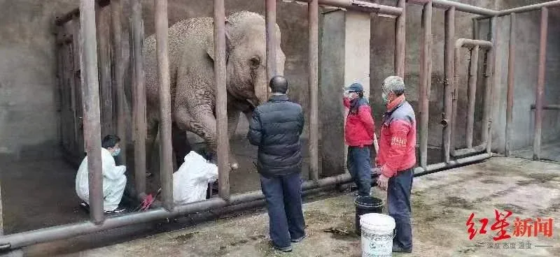 开云体育 开云平台22岁亚洲象欣欣在八达岭野生动物世界心衰死亡 曾患脚疾多年(图1)