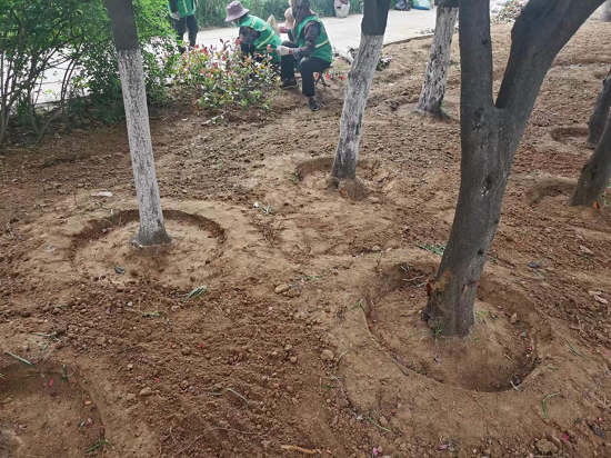 Kaiyun 开云临沂市城管局园林环卫中心柳青管理办：节点补植改造绿化美化再提升(图2)