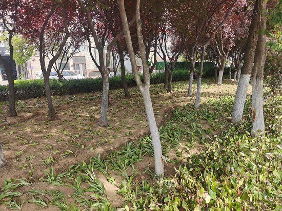 Kaiyun 开云临沂市城管局园林环卫中心柳青管理办：节点补植改造绿化美化再提升(图1)
