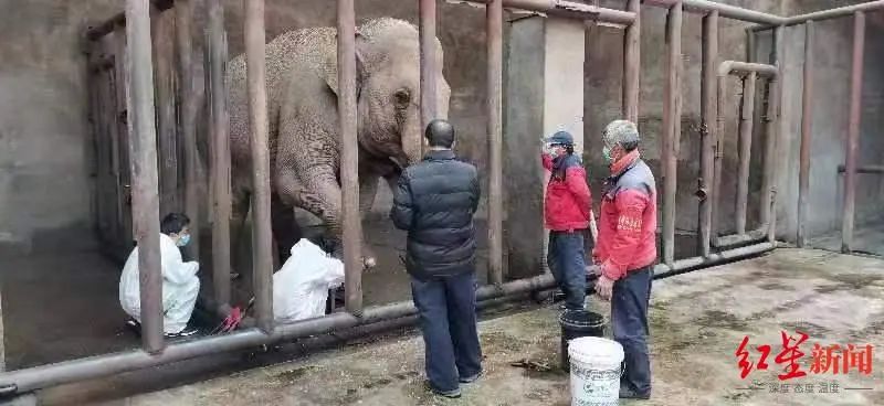 亚洲象“欣欣”突然死亡！开云 开云体育平台尸检报告出炉：有大量血栓(图2)