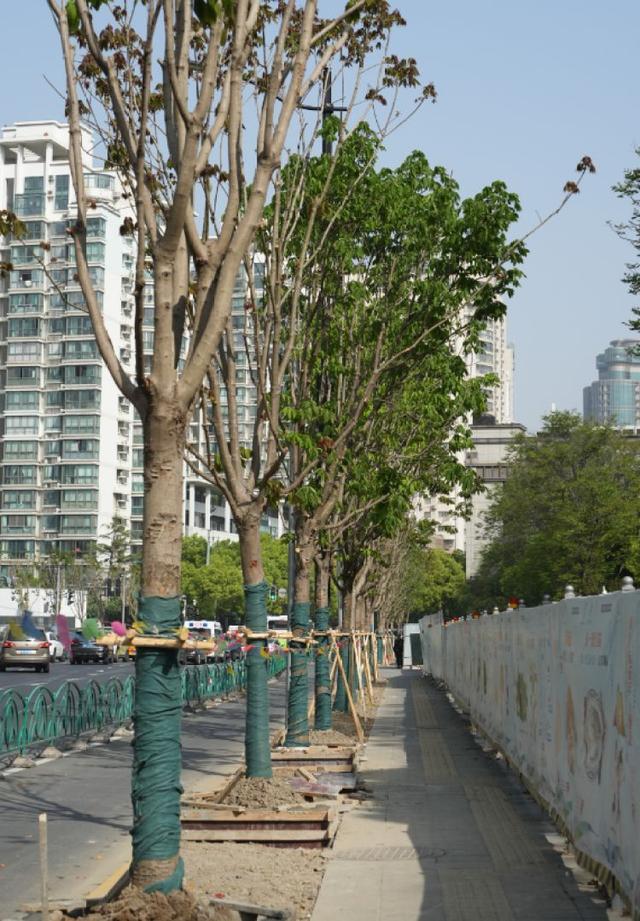 一起来探班！武宁南路沿线绿化恢复工Kaiyun 开云程亮点→(图4)