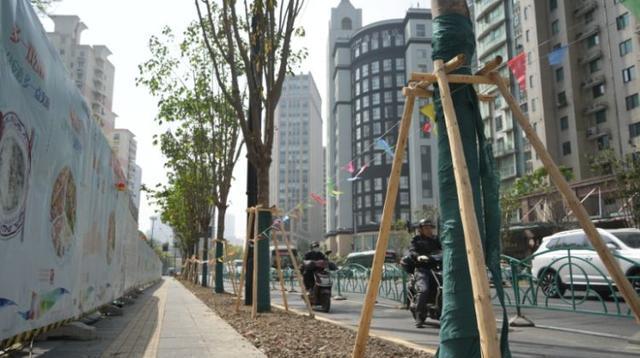 一起来探班！武宁南路沿线绿化恢复工Kaiyun 开云程亮点→(图3)