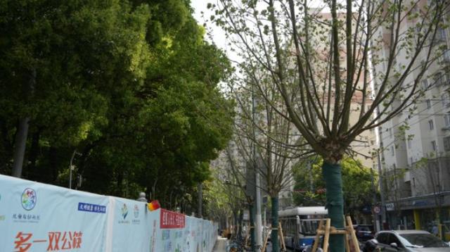 一起来探班！武宁南路沿线绿化恢复工Kaiyun 开云程亮点→(图2)