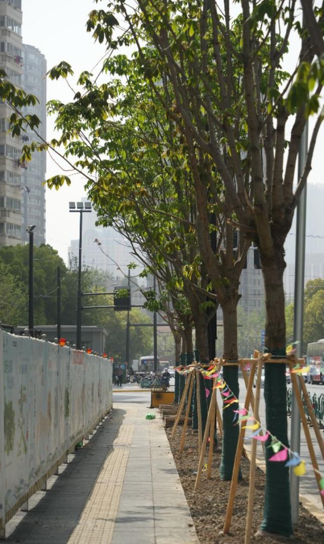 一起来探班！武宁南路沿线绿化恢复工Kaiyun 开云程亮点→(图16)