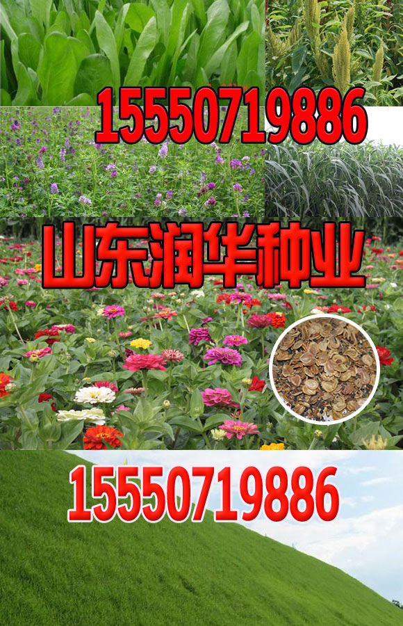 Kaiyun 开云湖北省园林绿化种植基地(图2)