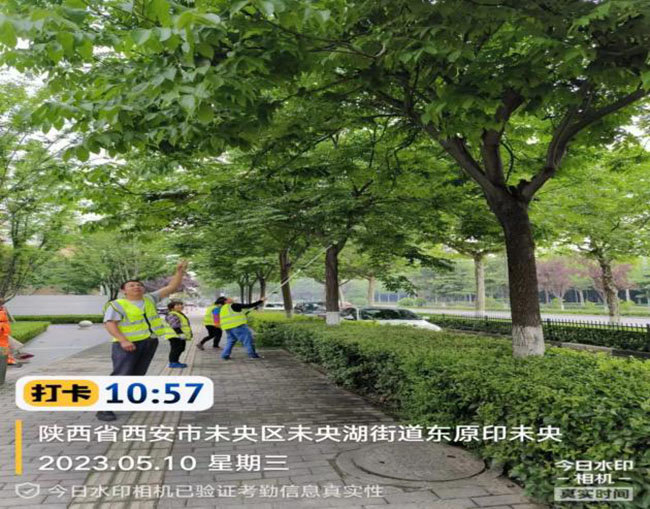 未央区城管局：科学养护 精准施策 扎实做好园林绿化管护工作开云APP 开云官网入口(图1)