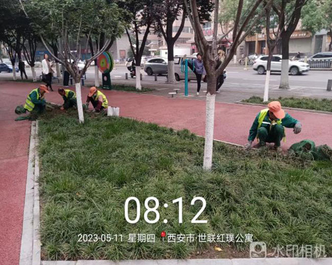 未央区城管局：科学养护 精准施策 扎实做好园林绿化管护工作开云APP 开云官网入口(图2)