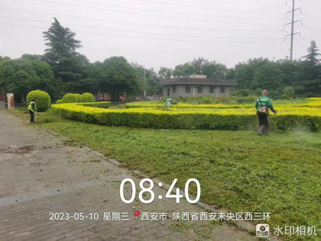 未央区城管局：科学养护 精准施策 扎实做好园林绿化管护工作开云APP 开云官网入口(图4)