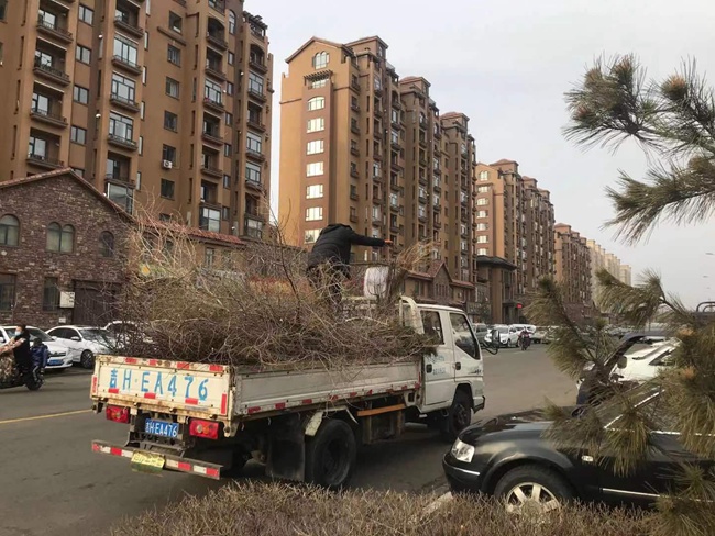 敦化市住建局加强春季绿化养护工作Kaiyun 开云(图2)