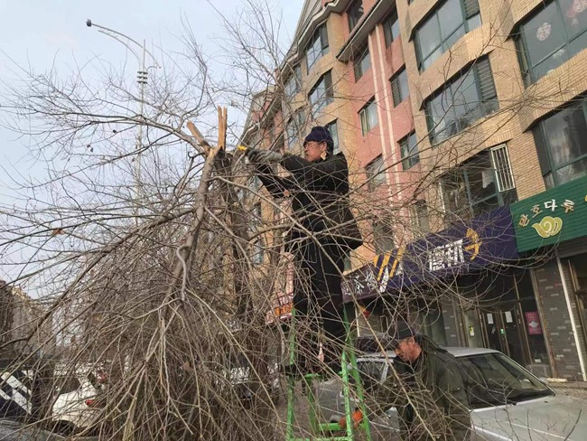 敦化市住建局加强春季绿化养护工作Kaiyun 开云(图1)