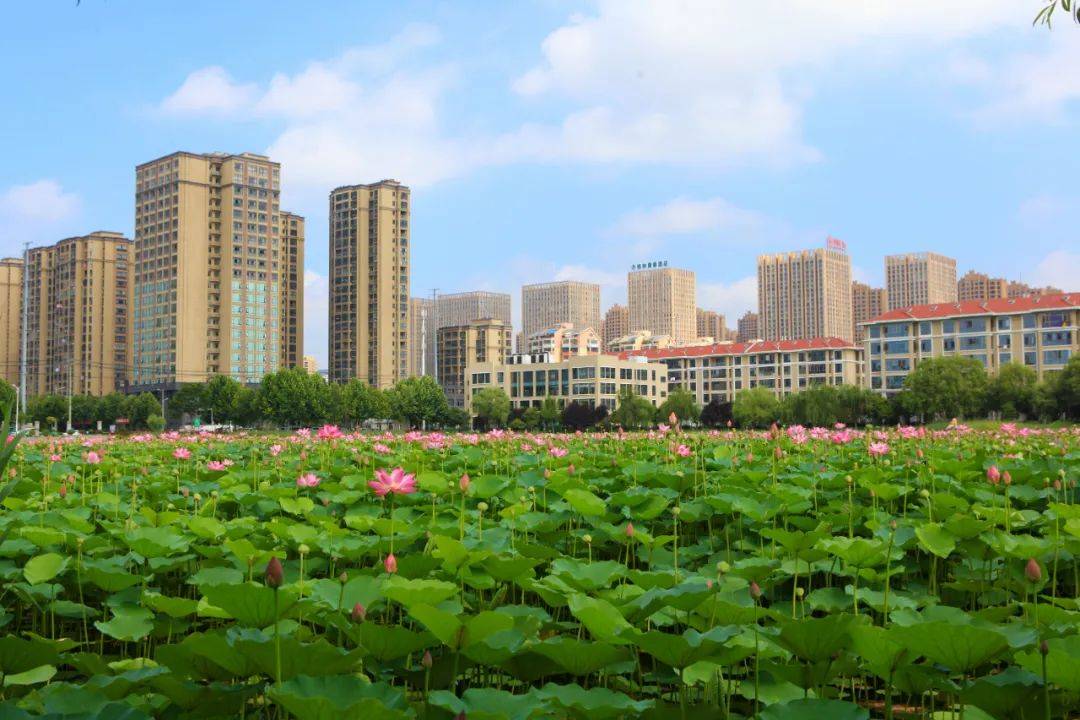 我市出台城市园林绿化高质量发展实施意见开云 开云体育平台(图3)