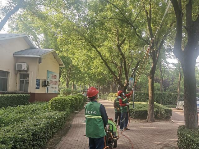 寿光市加强夏季绿化树木病开云体育 开云平台虫害防治(图4) 寿光市加强夏季绿化树木病开云体育 开云平台虫害防治(图4)