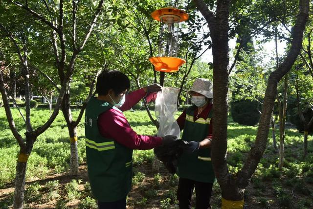 寿光市加强夏季绿化树木病开云体育 开云平台虫害防治(图6) 寿光市加强夏季绿化树木病开云体育 开云平台虫害防治(图6)