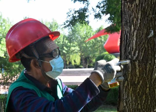 寿光市加强夏季绿化树木病开云体育 开云平台虫害防治(图5) 寿光市加强夏季绿化树木病开云体育 开云平台虫害防治(图5)