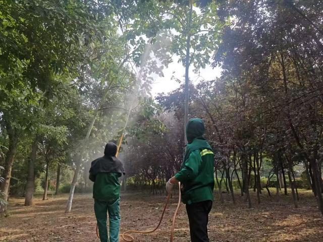 寿光市加强夏季绿化树木病开云体育 开云平台虫害防治(图2) 寿光市加强夏季绿化树木病开云体育 开云平台虫害防治(图2)