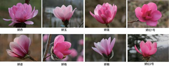 国土绿化新优树种-红开云 开云体育官网花玉兰(图3) 国土绿化新优树种-红开云 开云体育官网花玉兰(图3)
