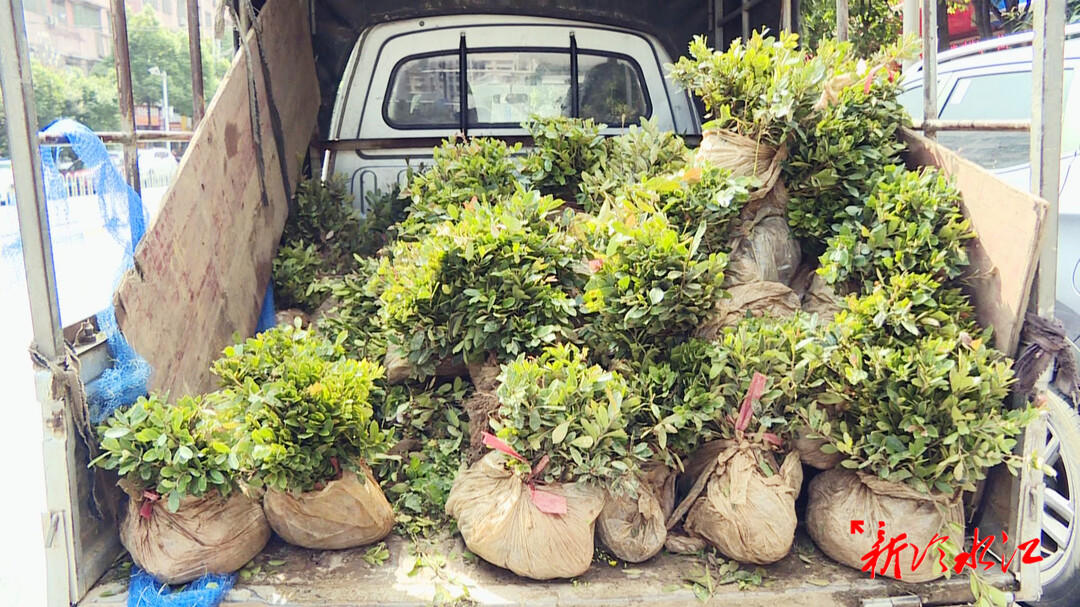 开云体育 开云平台冷水江市园林绿化服务中心 开展补植补栽 助力“创文”工作开展(图2)