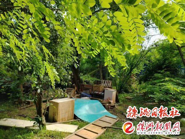 荷塘城管推进园林绿化整治 助力“百日攻坚”行动开云 开云体育平台(图1)