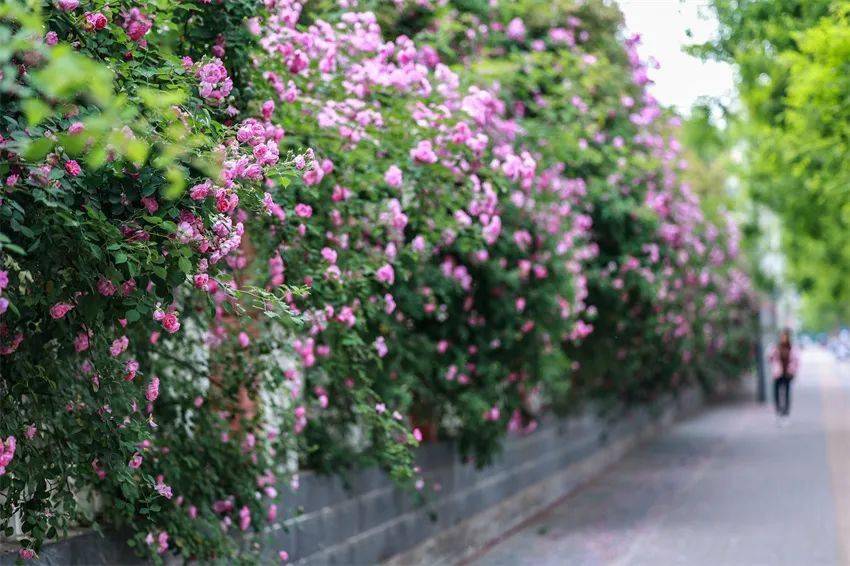 绿满汴梁苍翠万顷 生态园林花香四季——开封市国家园林城市创建成果展示开云体育 kaiyun.com 官网入口(图17)