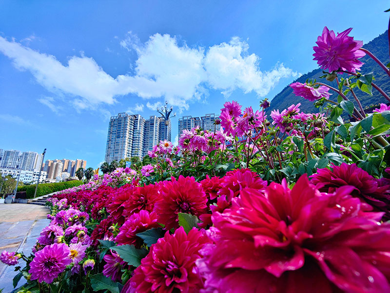 云南个旧：提升绿化开云APP 开云官网入口品质 打造园林城市(图2)