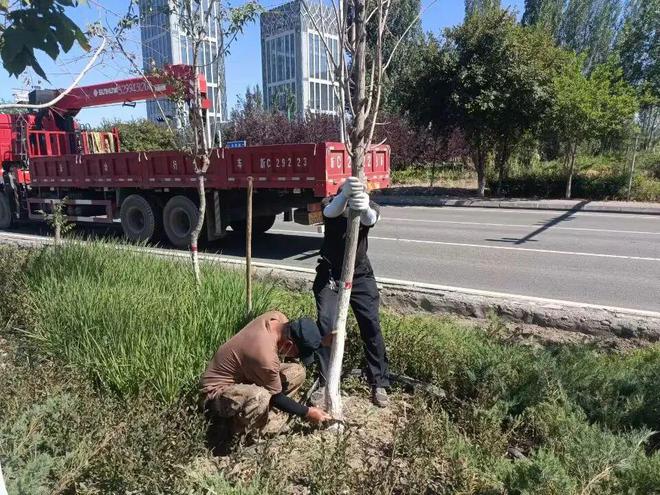 园林绿化养护中心开展清理死树枯枝行动开云体育 开云平台 消除安全隐患(图2)