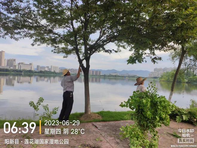 开云体育 开云平台阳新县园林中心：为省龙舟公开赛创造绿化景观环境(图1)