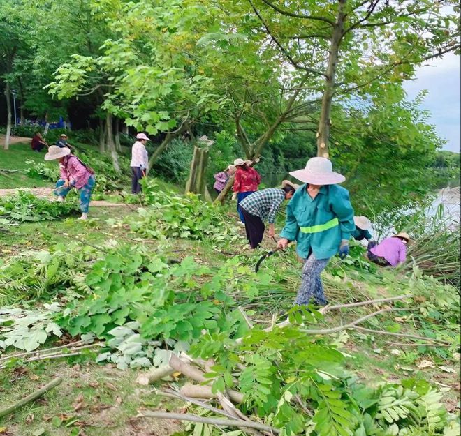 开云体育 开云平台阳新县园林中心：为省龙舟公开赛创造绿化景观环境(图2)