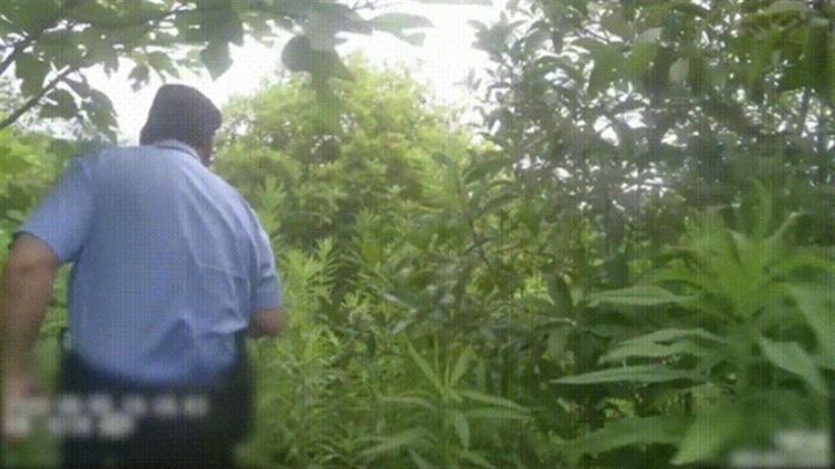 开云体育 开云官网男子在绿化带迷路被困3天杭州园林部门回应(图1)