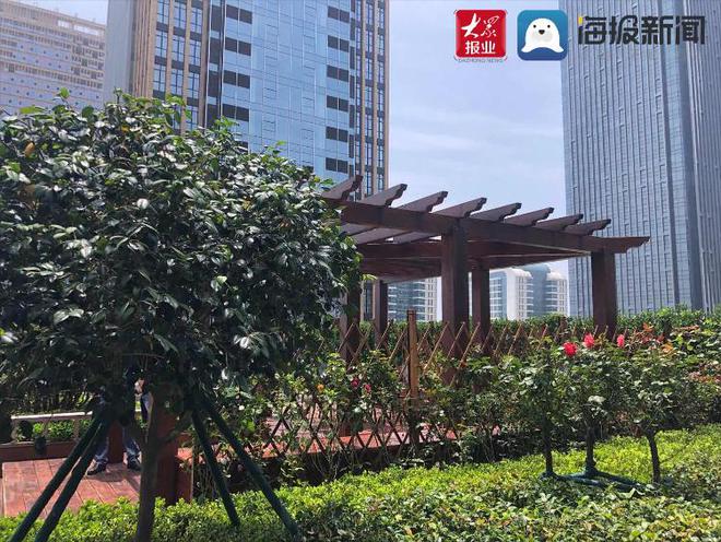 Kaiyun 开云体育“扮靓岛城” 青岛园林绿化现场观摩会今日召开(图4)