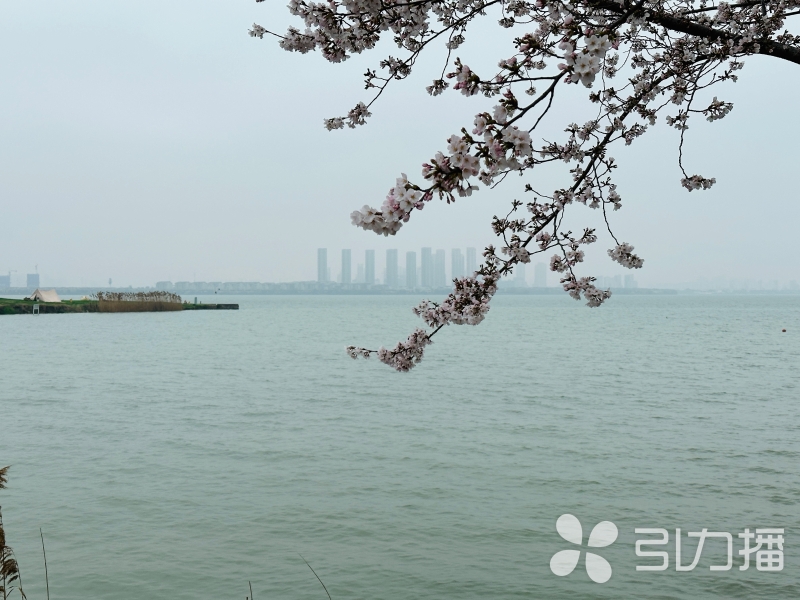 苏州每年安排4开云 开云体育平台000万元造林绿化(图1)