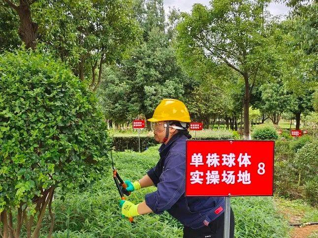 “高手”对决！园林绿化技能大赛他们各显身Kaiyun 开云手(图5)