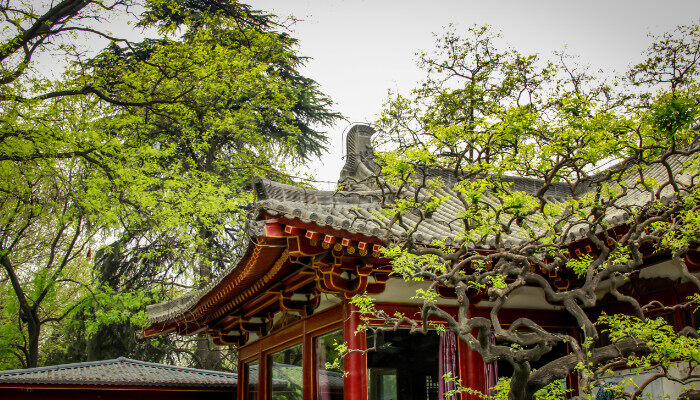 常Kaiyun 开云见园林植物是啥(图2)