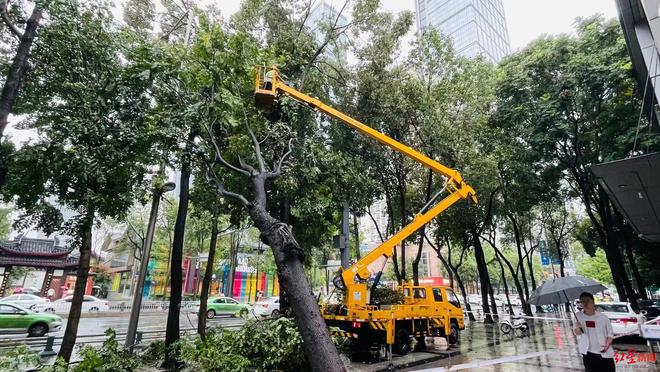 暴雨天气树木倒伏怎么办？园林“应急队”出击！Kaiyun 开云体育(图1)