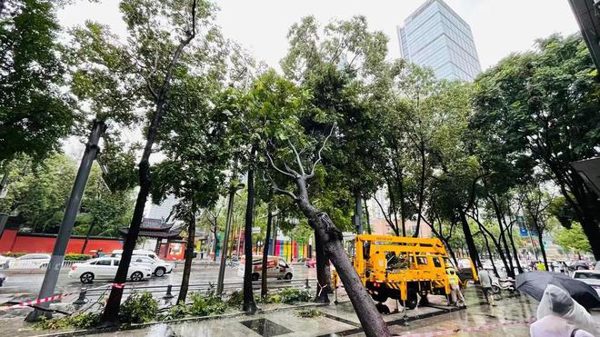 开云体育 开云官网暴雨突袭 树倒挡路 园林“应急队”迅速处置(图2)