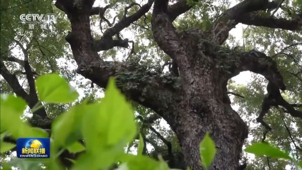 公园更多、品质更高、空间更广！推Kaiyun 开云体育动城市绿化 各地在行动(图4)