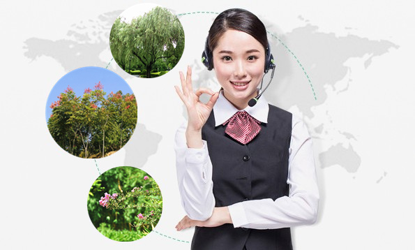 盐城市大丰丰艺园林绿化开云体育 Kaiyun.com 官网入口有限公司(图3)