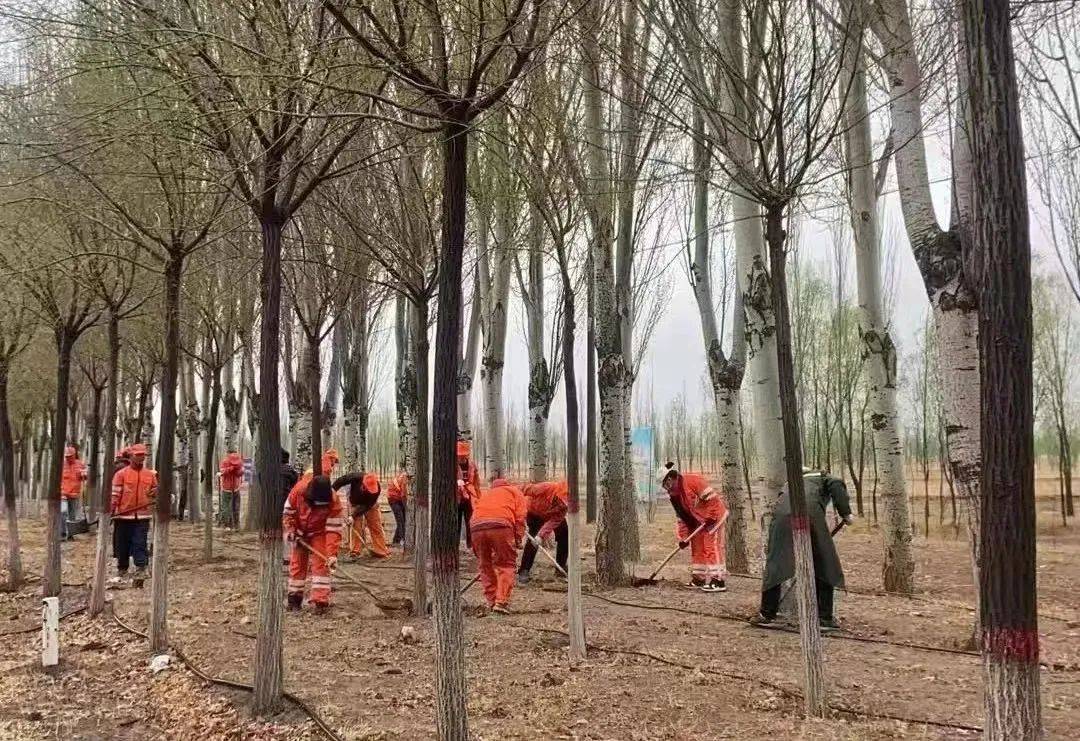 【创建全国文明城开云 开云体育官网市】春风催新绿园林养护补植忙(图1)