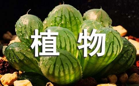 Kaiyun 开云体育园林常见的绿化植物有哪些分类(图1) Kaiyun 开云体育园林常见的绿化植物有哪些分类(图1)